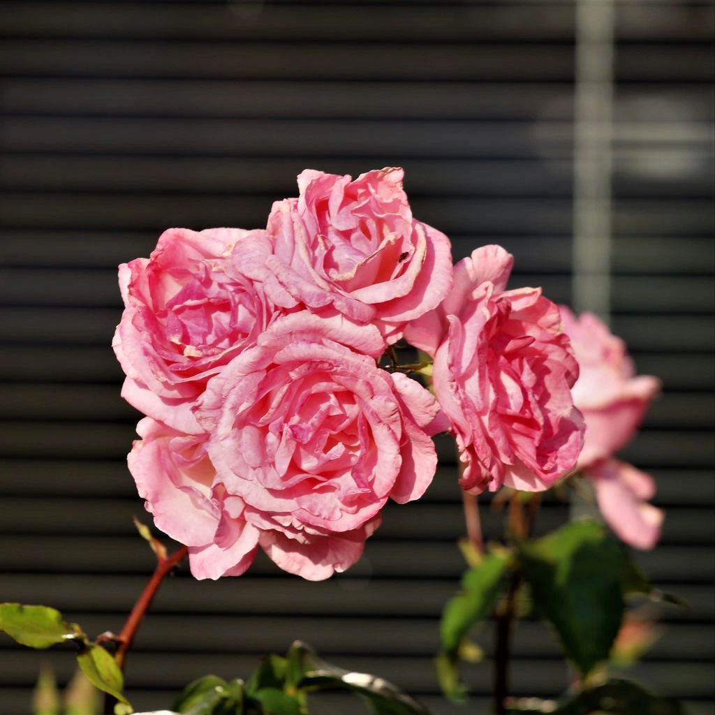An open quartered bloom showing the full quartered petal arrangement.