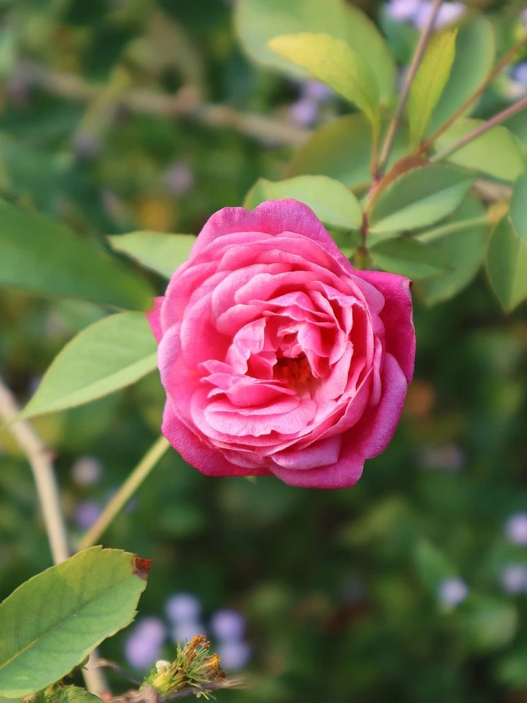 A heritage rose cultivar in full bloom on the bush at our Oregon farm