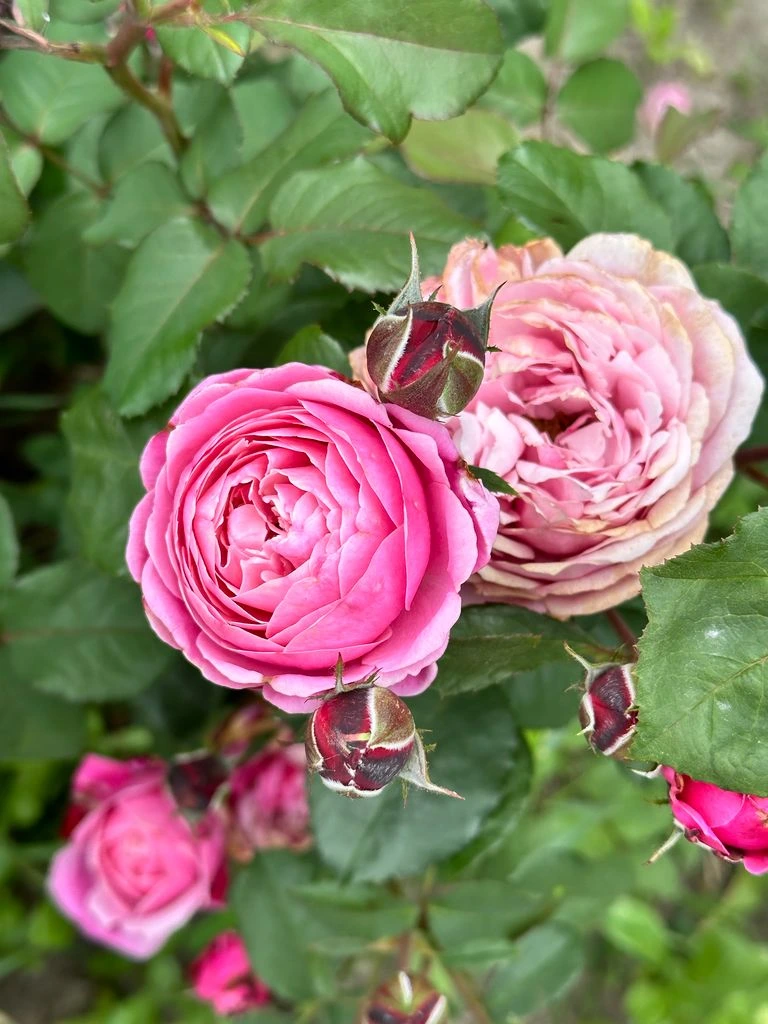 Eustacia Vye — English-style shrub rose, apricot-pink, deeply cupped