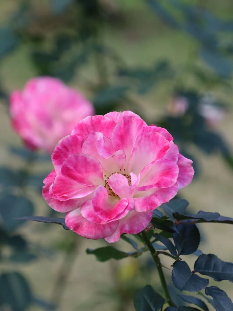 Hoshi-no-Amane — Keisei Collection exclusive, cream flushed pink