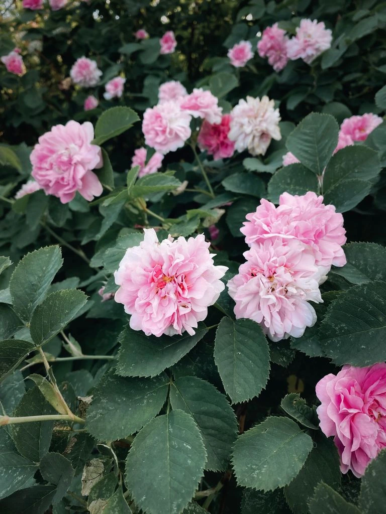Madame Hardy — white damask rose with a green eye