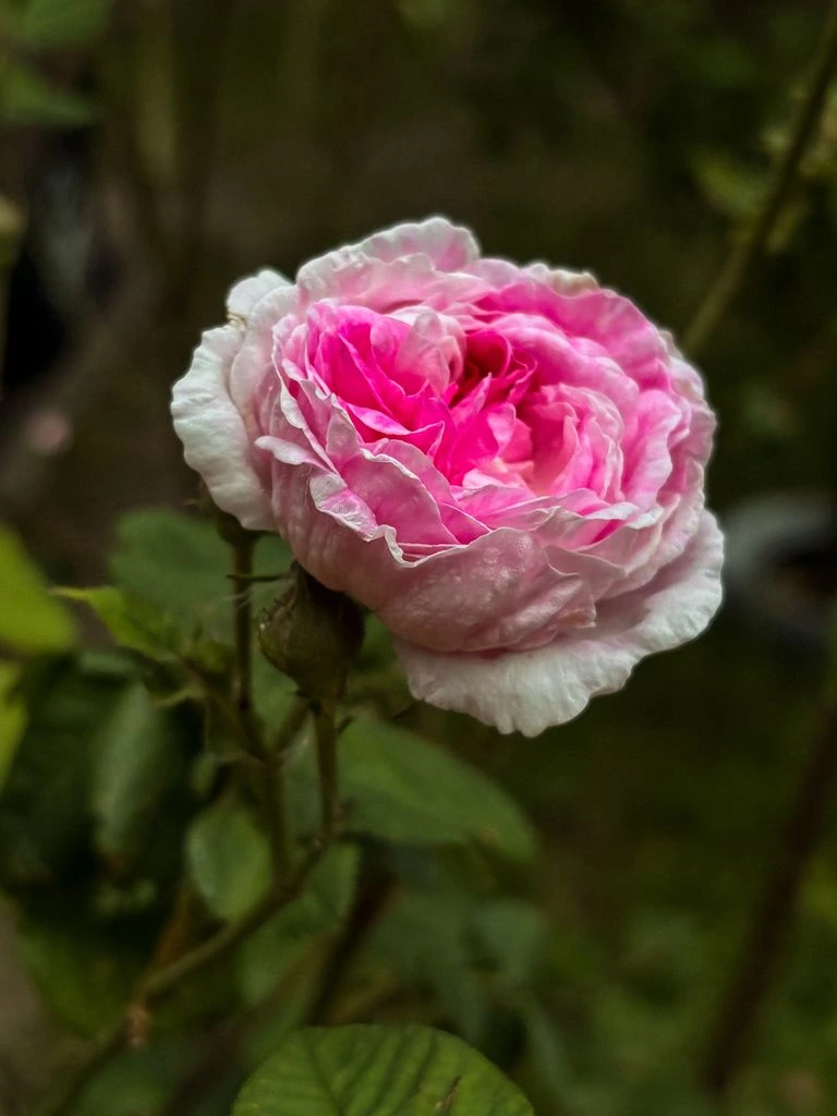 'Stanwell Perpetual' Scotch rose in delicate blush-pink quartered bloom, this week's freshly dug featured cultivar.