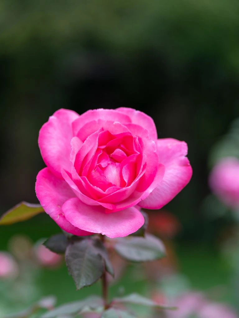 'The Generous Gardener' English rose with soft blush-pink cupped blooms.